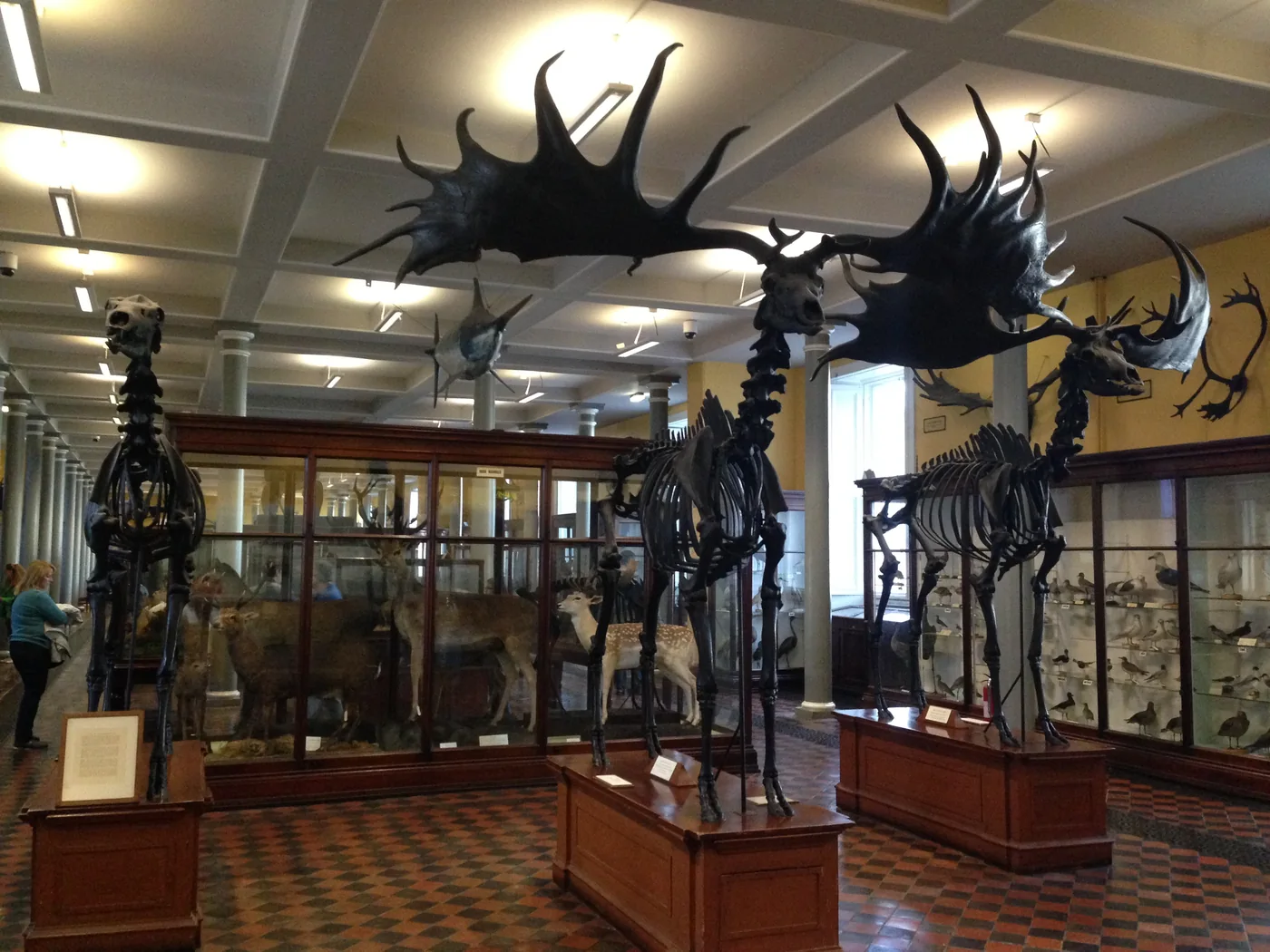Modern view inside Dublin's Natural History Museum, not the zoo cat